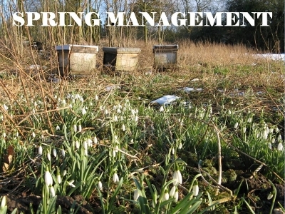 Spring Management Powerpoint